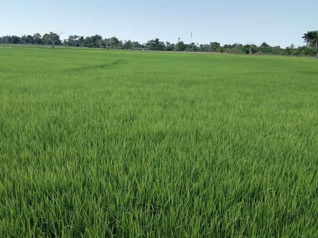 DIRI Plantation a LATAS FERRIER