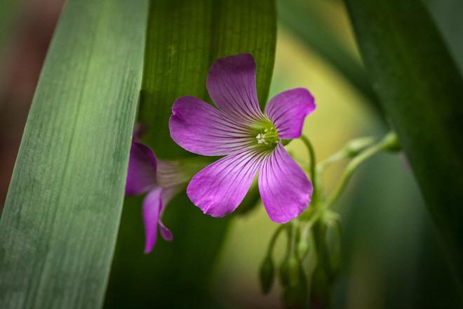 Spring’s Unforgiving Garden Wanderer